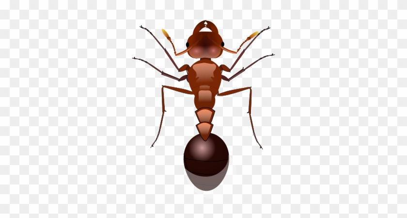 File - Red Ant - Svg - Fourmi Svg #1129381