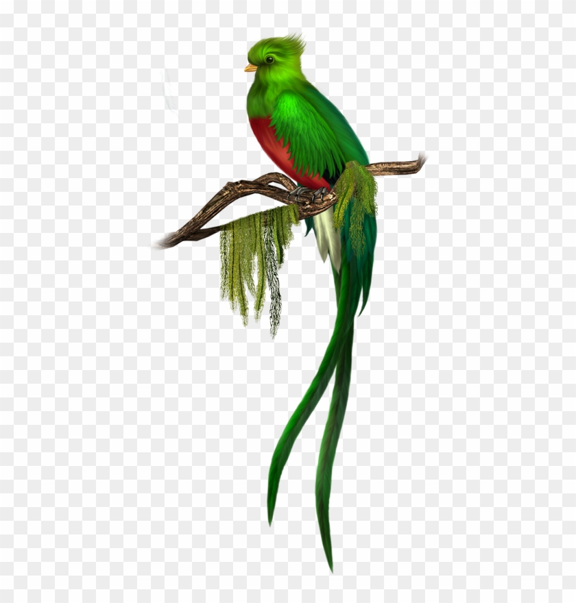 Clip Art - Quetzal Bird Png #1129969
