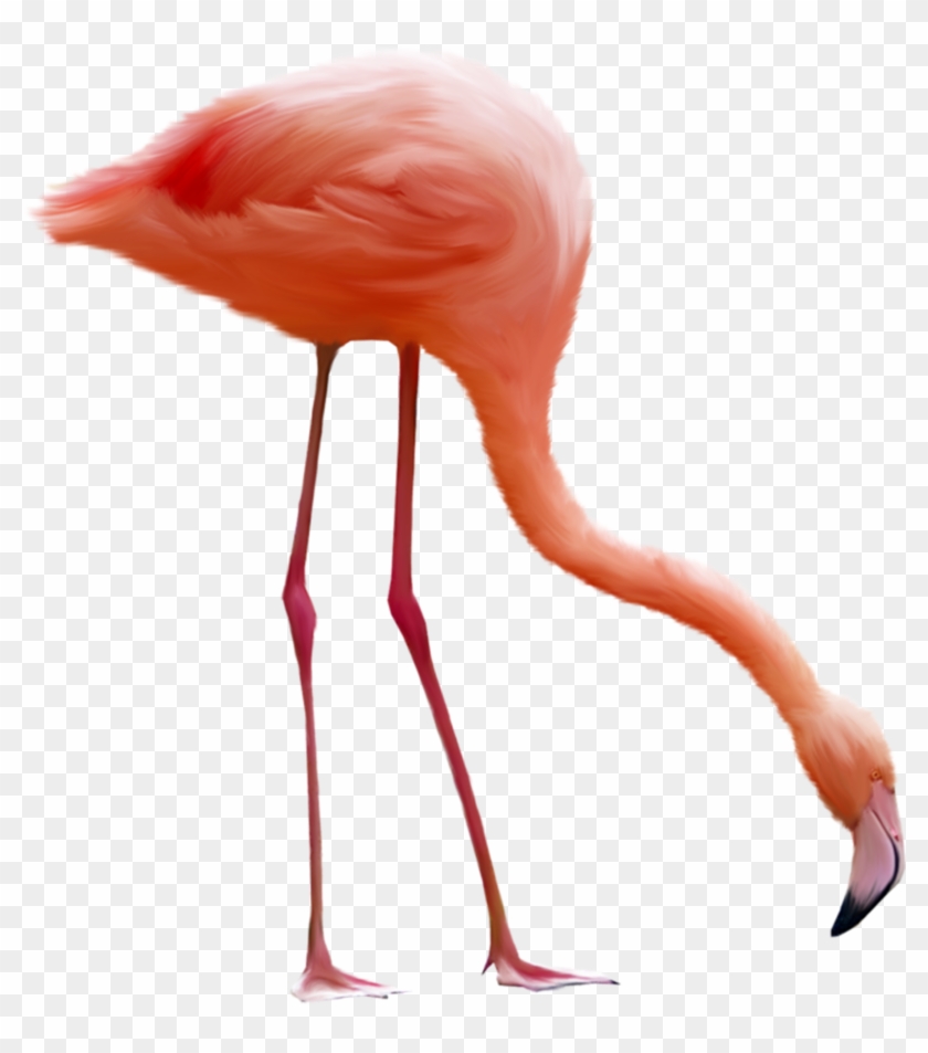 Download Png Image Report - Gif Animés Flamant Rose #1131402
