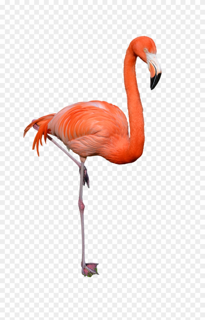 Flamingo Png #1131431