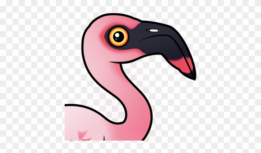 About The Lesser Flamingo - Lesser Flamingo #1131486