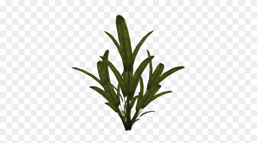 Palm Plant Clipart Photo Png Images - Plant Texture 2d #1131846