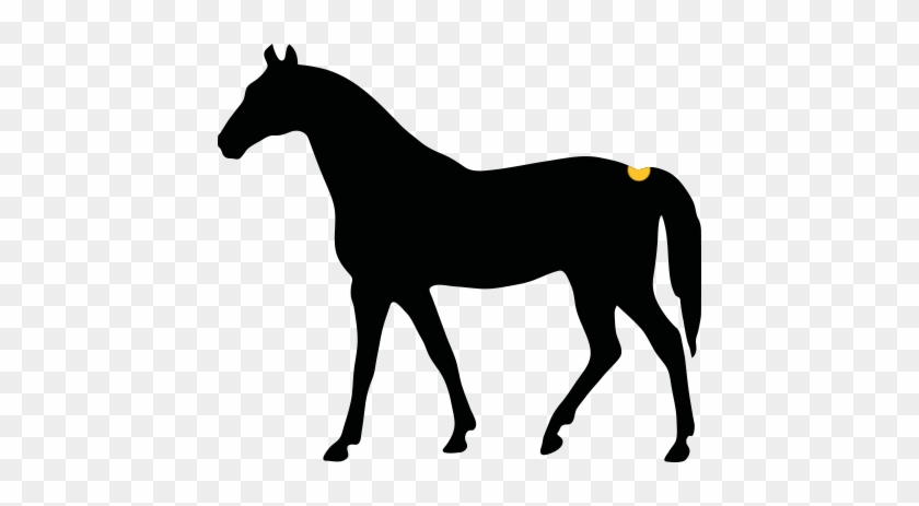 How Would You Describe The Girth Of The Horse - Horse Vector #1132081