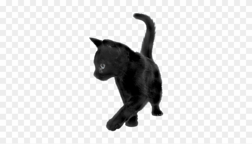 Black Cat Sideview - Transparent Picture Of Cats #1133896