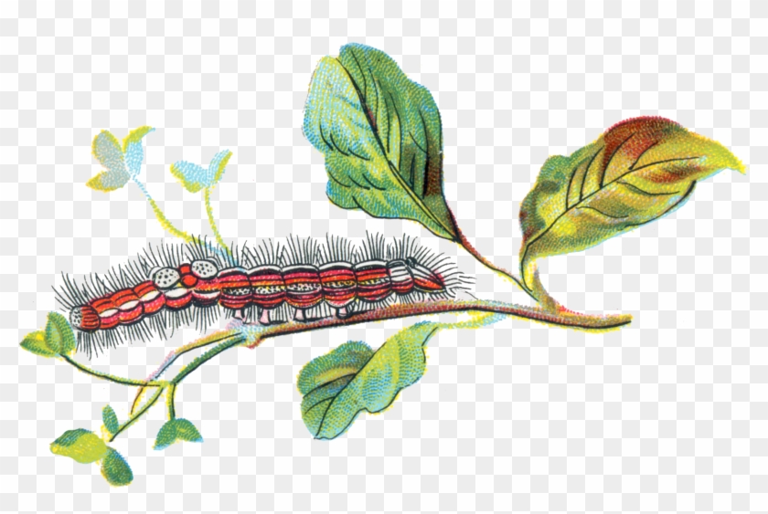 Caterpillar Png 4, Buy Clip Art - Porthesia #1134886