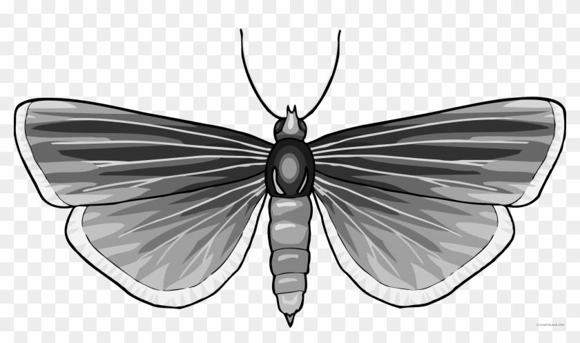 Grayscale Butterfly Animal Free Black White Clipart - Butterfly #1135180