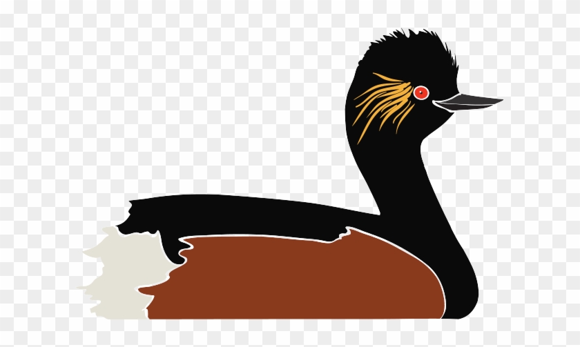 Black Necked Grebe - Black Necked Grebe #1135185