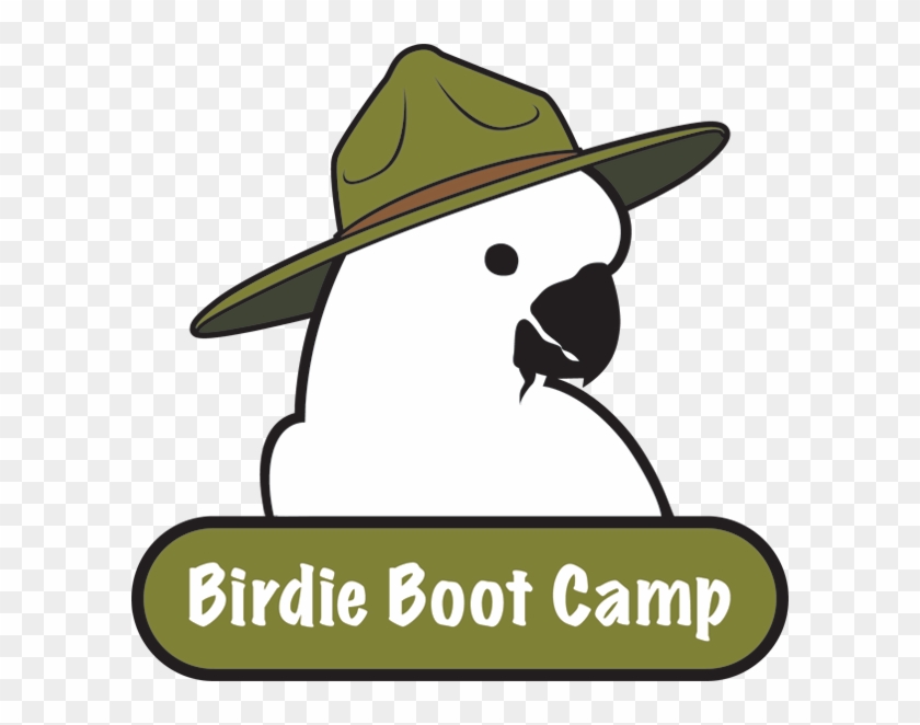 Parrot Training Boot Camp - Parrot #1135524