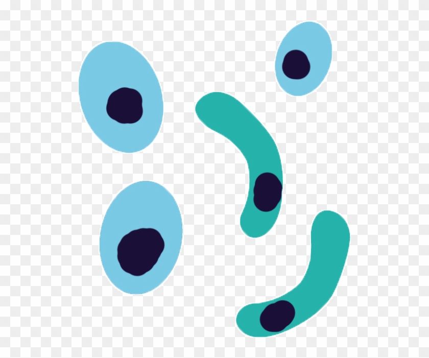 Plasmodium Falciparum Antibodies - Plasmodium Clipart #1135679