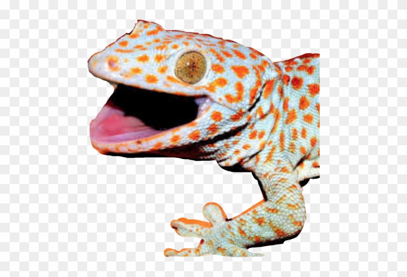 Surprised Lizard #1135747