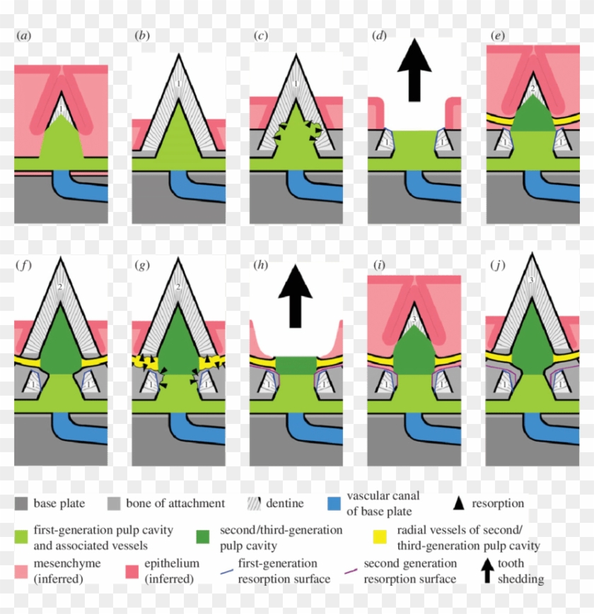 Schematic Model Of Tooth Replacement Process, Starting - Diagram #1136266