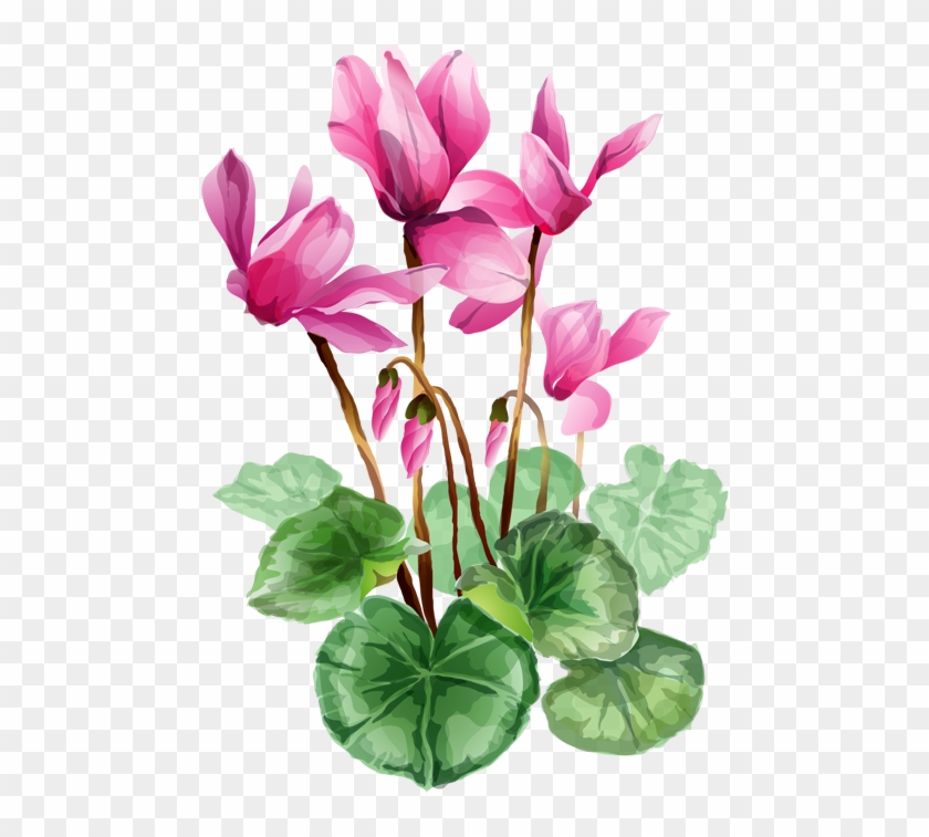 Grab This Free Summer Flower Clip Art - Cyclamen Clipart #1136338