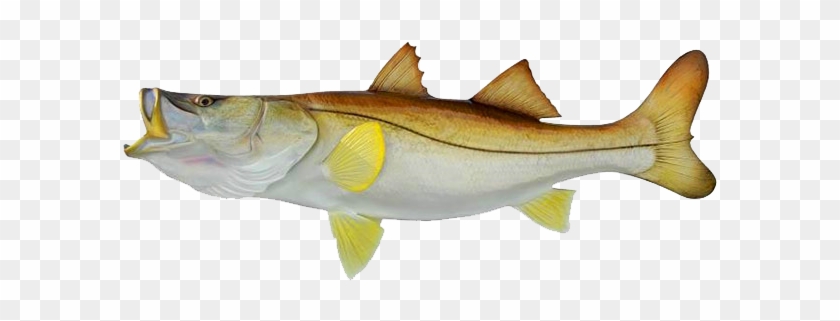 Central America Snook #1136750