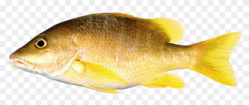 Fish Yellow Freshwater Fish Png Image - Fish With Yellow Fins #1136754
