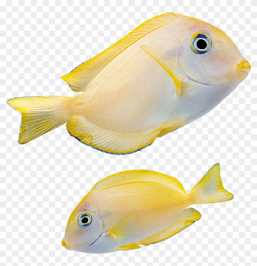 Free Fish Png - Memory Card #1136756