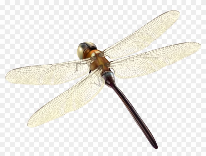 Dragonfly Png Clipart 2427 Free - Hawker Dragonflies #1137140