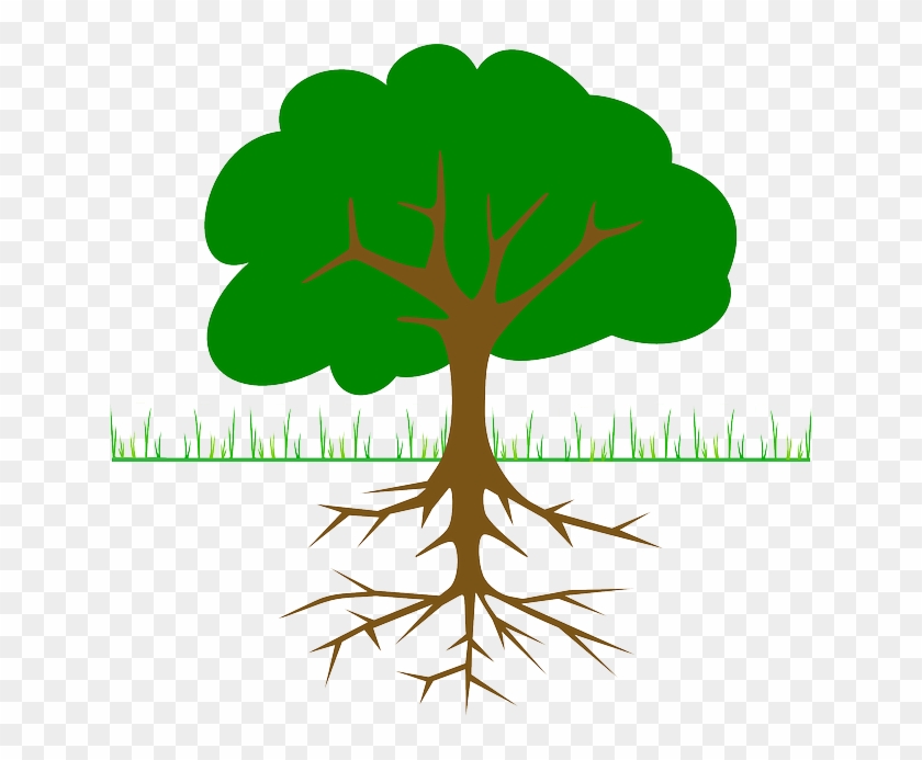 Apple Tree With Roots #1137242