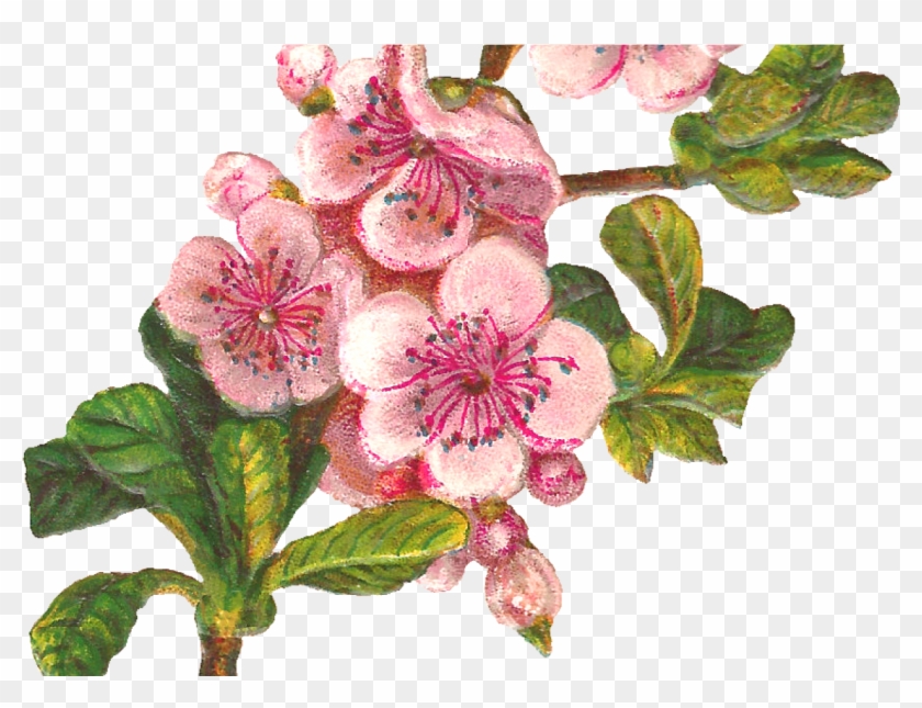 Botanical Art Apple Blossom Flower Digital Download - Apple Blossom Clip Art #1137847