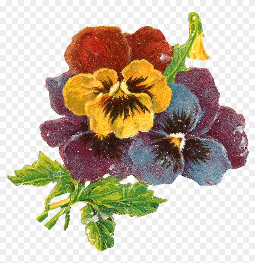Flowers Art Floral Wildflower Pansy Botanical Illustration - Victorian Flowers #1137854