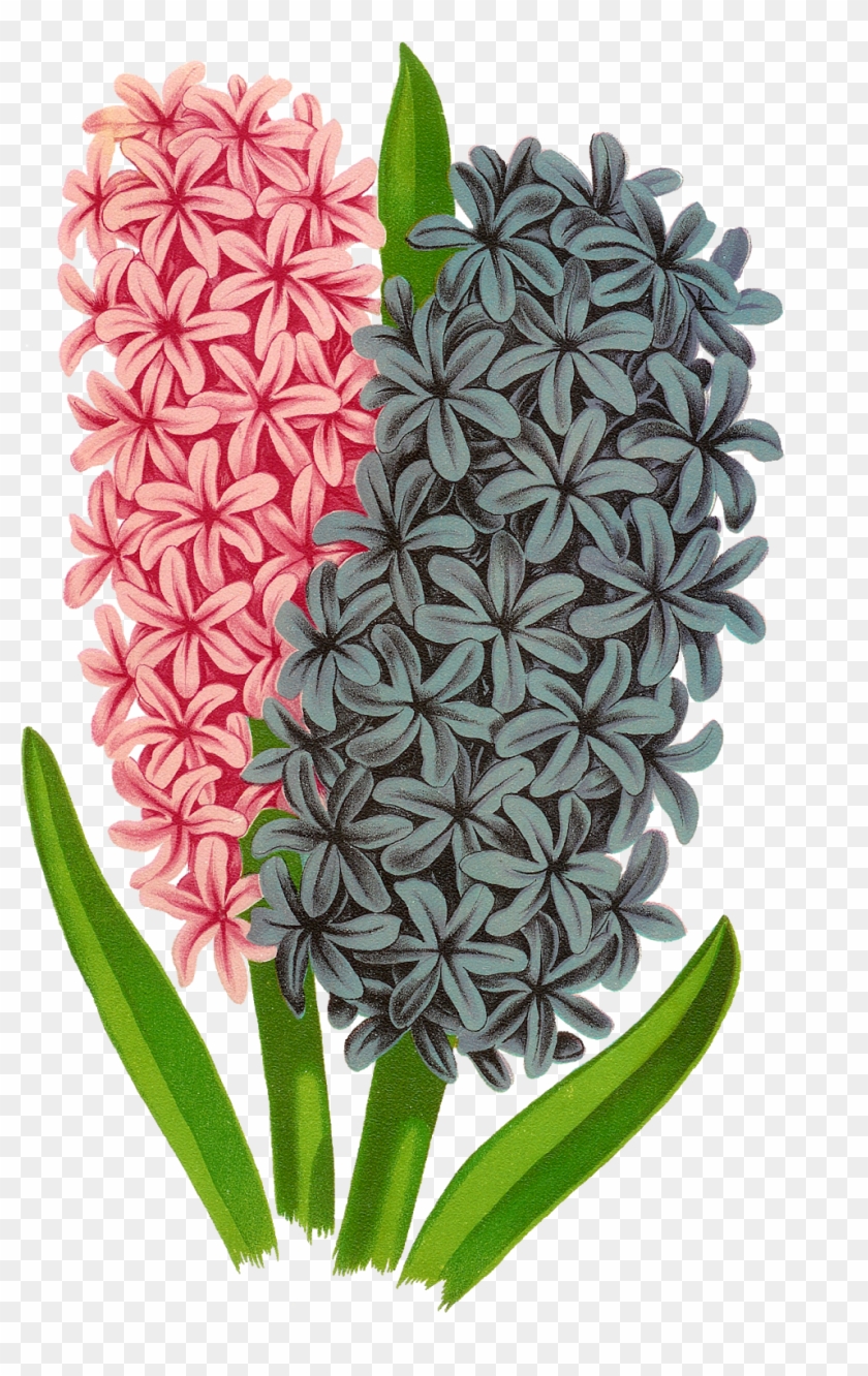 Floral Flower Botanical Art Image Transfer Clipart - Hyacinth Clipart #1137909