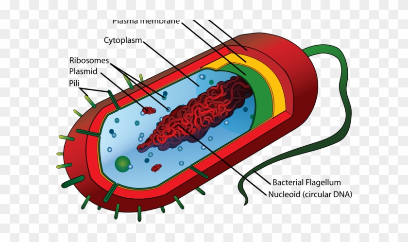 Social Studies This Week We Will Continue Our Discussions - Flagella Of Animal Cell #1138326