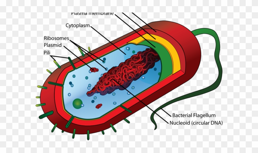 Social Studies This Week We Will Continue Our Discussions Flagella Of Animal Cell Free Transparent Png Clipart Images Download