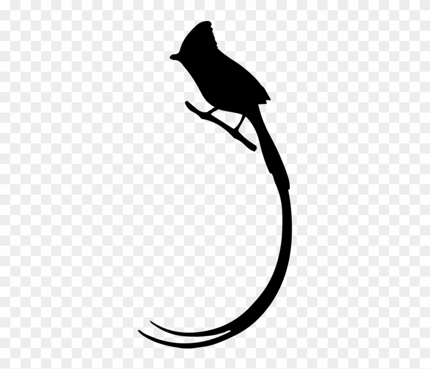 Long Tail - Long Tailed Bird Silhouette #1139441