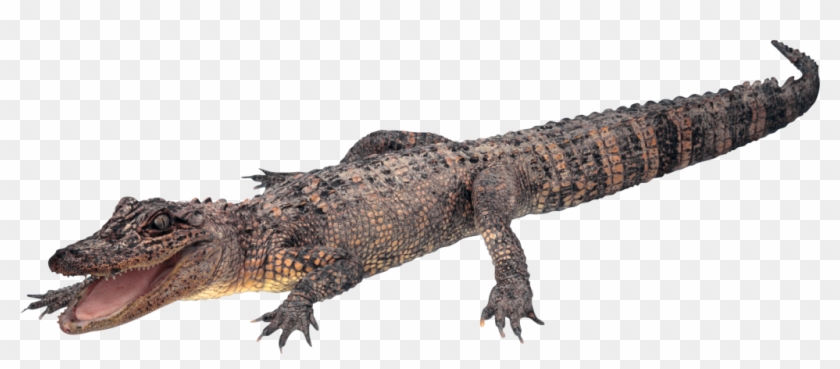 Crocodile Free Png Transparent Background Images Free - Crocodile Transparent Background #1139484