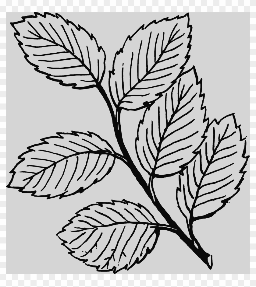 Clip Art Leaves Black And White #1139582