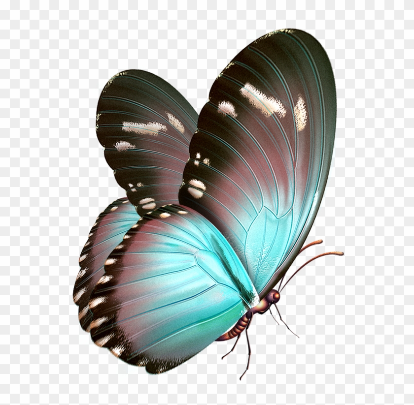 Top 189+ imagem butterfly gif transparent background – Thcshoanghoatham ...