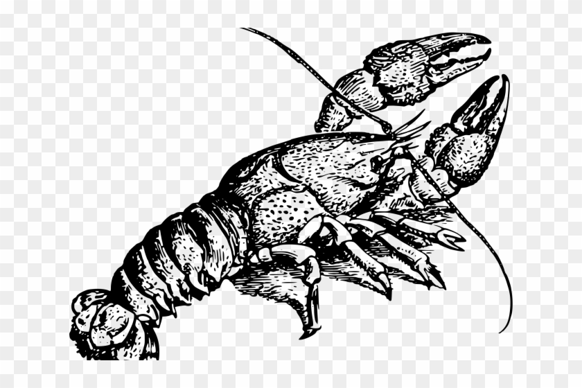 Drawn Lobster Crawfish - Crayfish Clipart #1139964