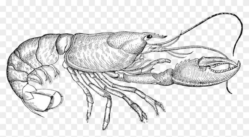 Lobster - Jordan Peterson Rule 1 #1139967