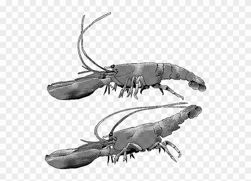 1 Lobster Compensatory Postures To Low And High Speed - Homarus Gammarus #1139979