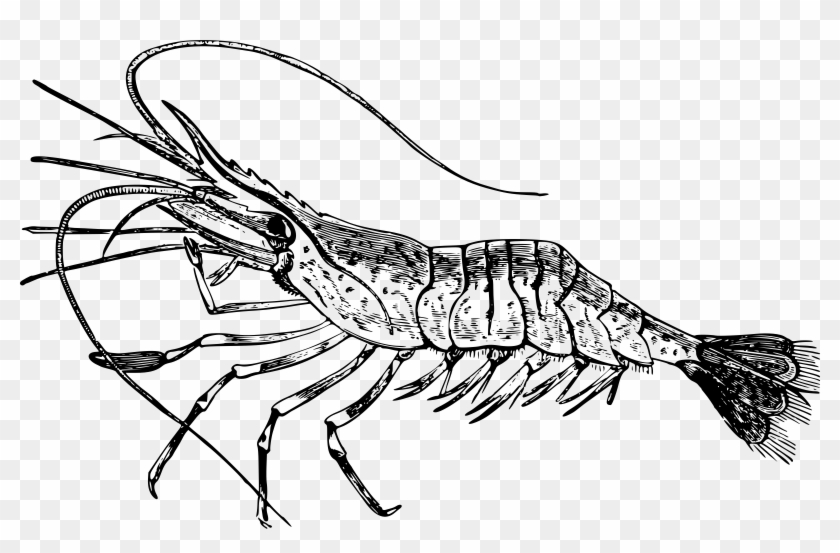 Prawn - Shrimp Clipart Black And White #1139990