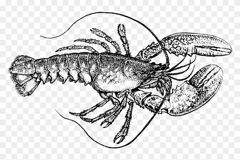 Free Vector Lobster - Lobster Illustration #1139991