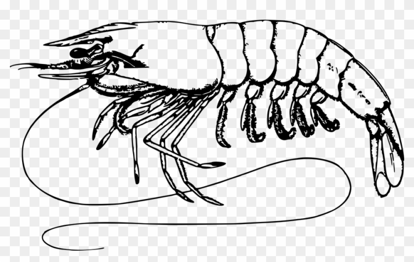 Lobster Drawings 11, Buy Clip Art - Prawn Black And White #1139992