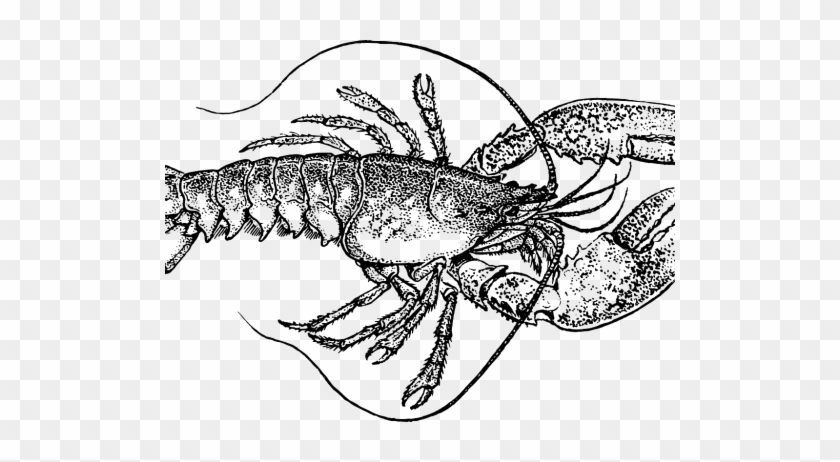 Crustacean 153467 1280 - Lobsters Gills #1140010