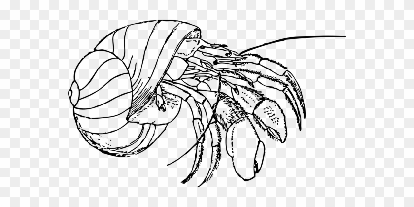 Hermit Crab Shell Claws Pinch Wild Wildlif - Hermit Crab Coloring Page #1140068