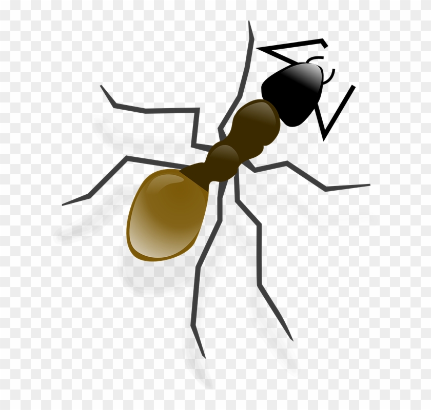 Free Photo Ant Pismire Emmet Hymenopterous Insect Insect - Ant Clip Art #1140074