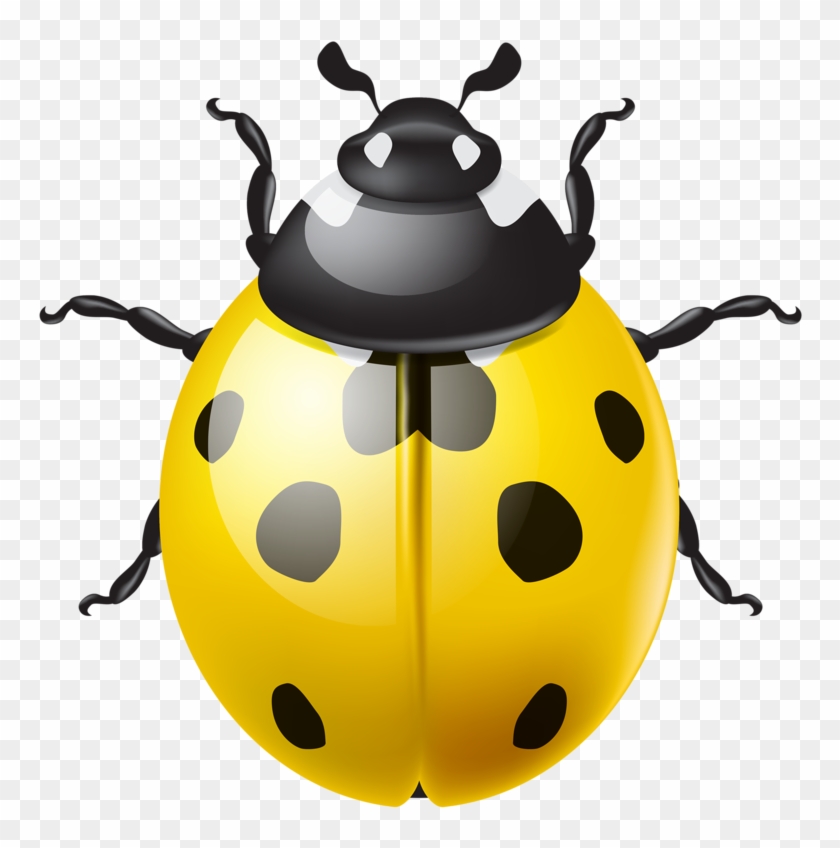 Ϧuɠʂ ‿✿⁀ - Ladybird Beetle #1140085