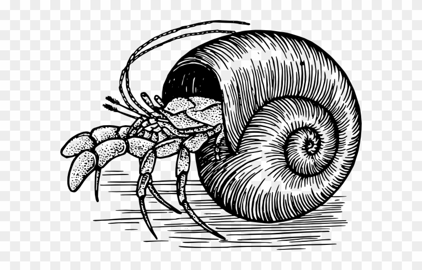 Hermit Crab Picture For Classroom / Therapy Use - Hermit Crab Line Drawing #1140114
