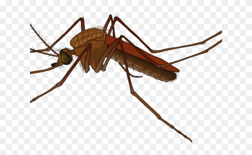 Insect Clipart Realistic - Male Mosquito Vs Female Mosquito #1140119