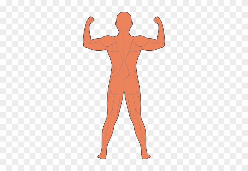 人体の背面筋肉図イラスト - 背中 筋肉 イラスト #1140192