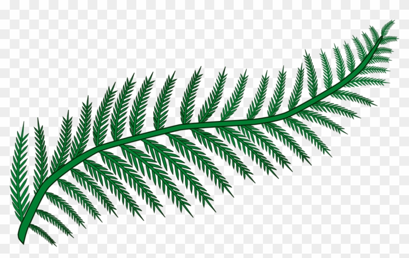 Branch Fern Forest Frond Plant Png Image - Clip Art Fern #1141329