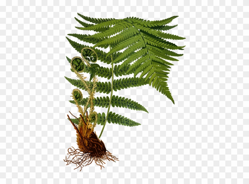 Branch, Fern, Forest, Herbal, Medicinal, Medicine - Dryopteris Filix Mas #1141331