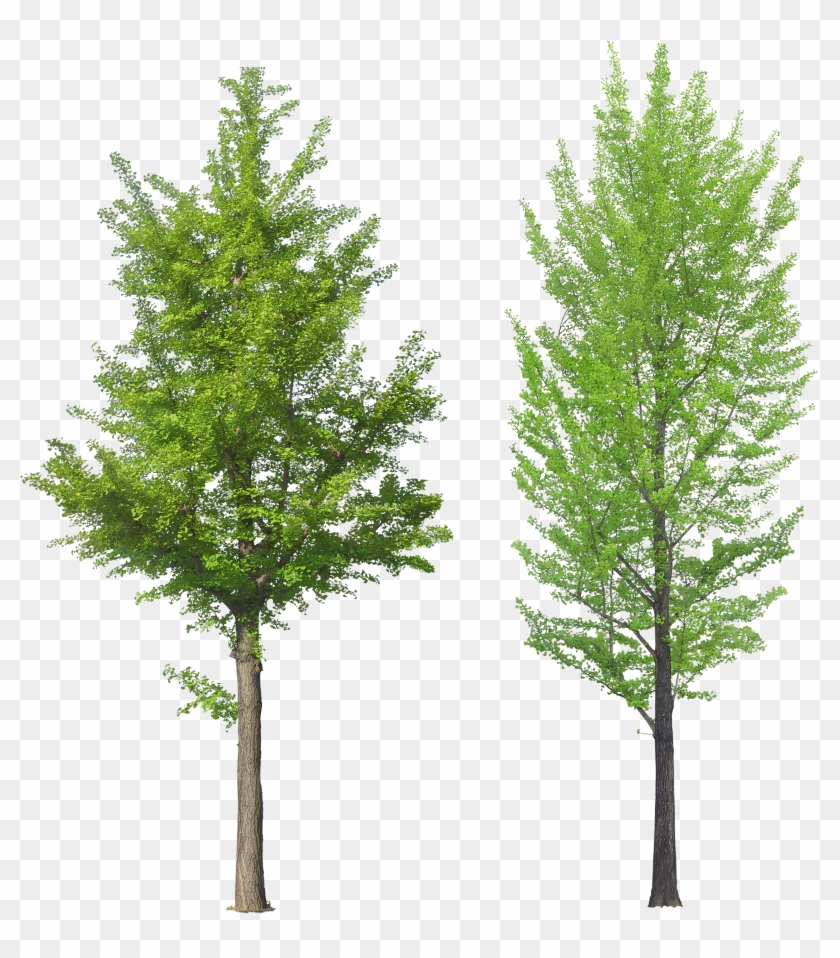 , Type Format, Birch, Forest - Ginkgo Biloba Tree Png #1141366