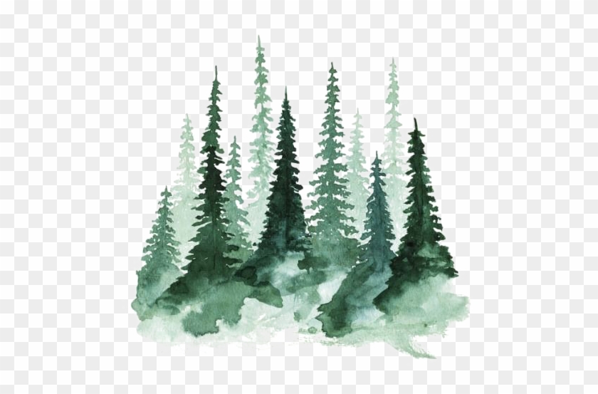 Study Of A Tree Watercolor Painting Pine - Watercolor Trees - Free Transparent Png Clipart Images Download