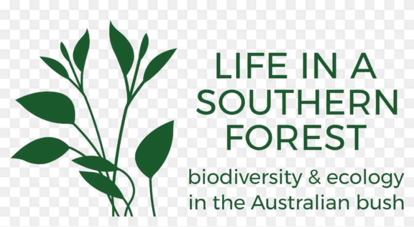 Life In A Southern Forest - Life In A Southern Forest #1141390