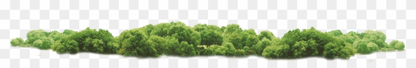 Tree Huatan Coconut Plate-bande - Tree Huatan Coconut Plate-bande #1141396