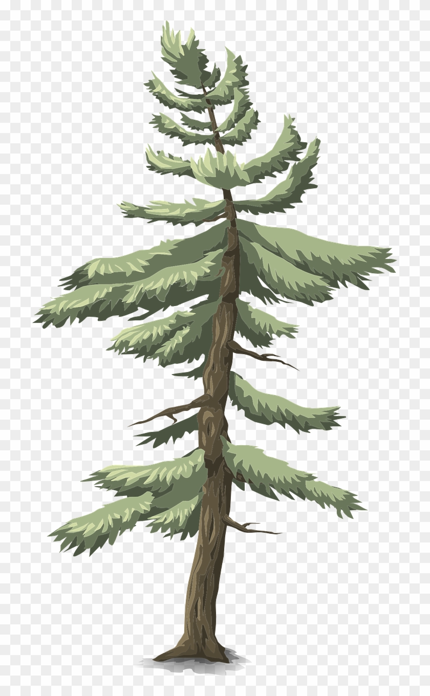 Forest, Tree Conifer Green Nature Forest Outdoor P - Zazzle Rosa Und Blaue Dinosaurier, Gewohnheit Brotdose #1141410